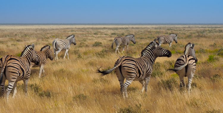 Zebra im Etosha-Nationalpark
