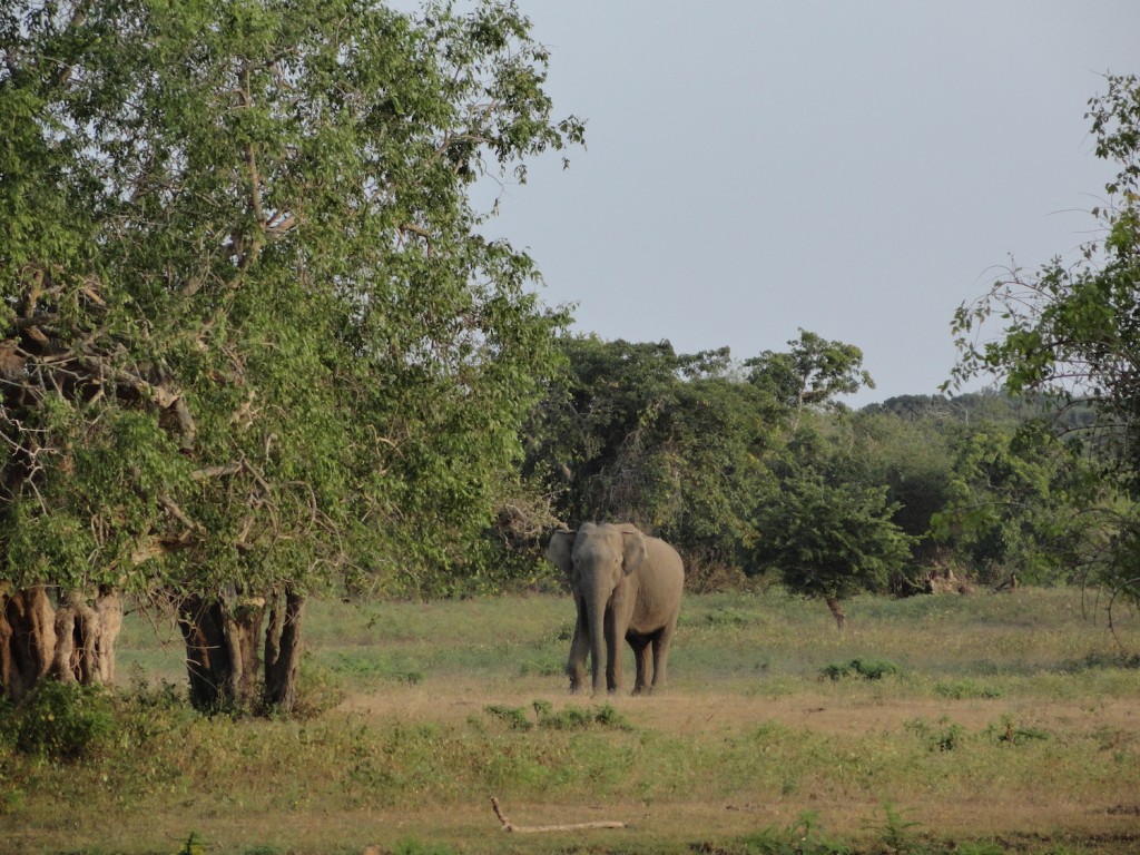 Elefant im Yala Nationalpark