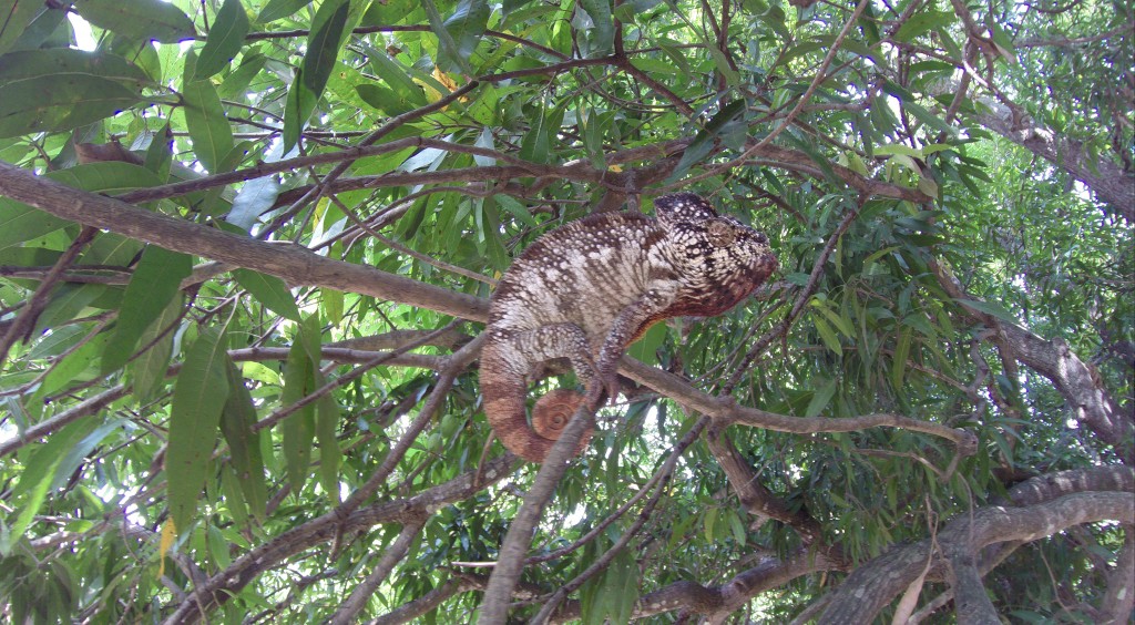 Chamäleon auf einem Mangobaum