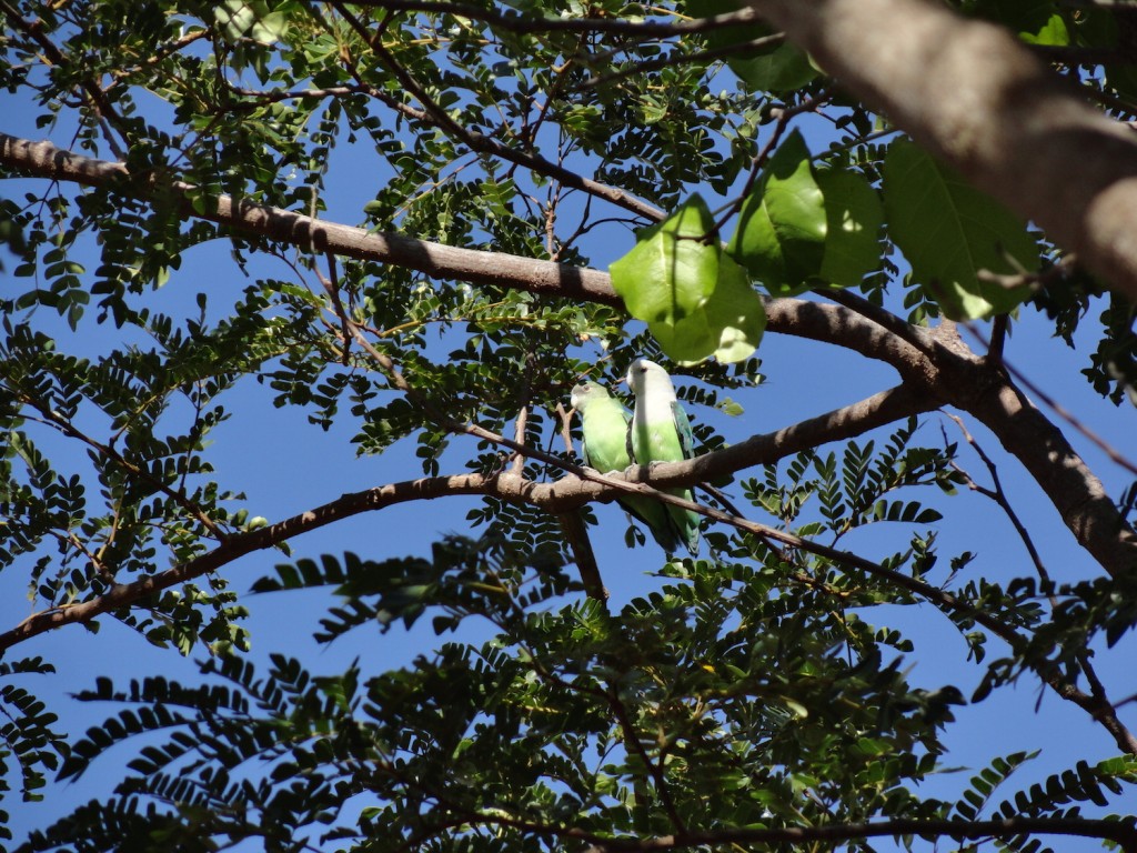 Papageien im Isalo Nationalpark