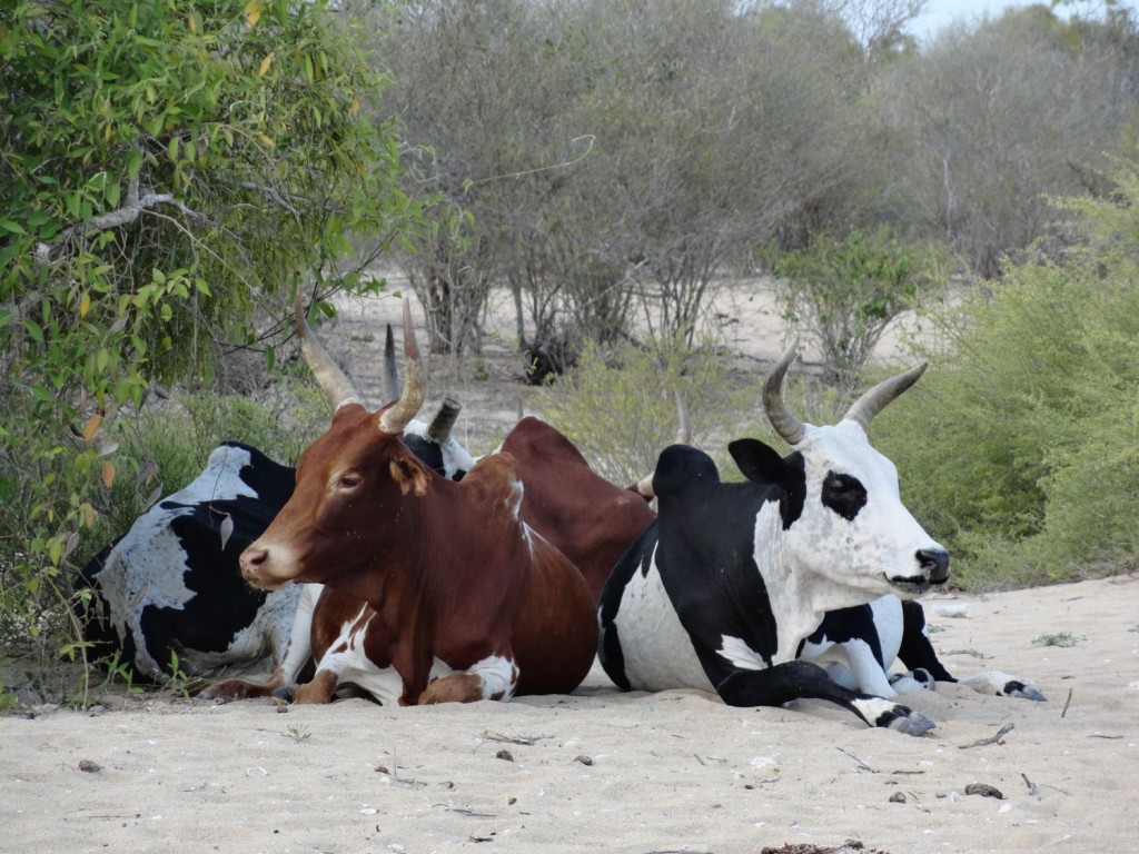 Zebus am Strand