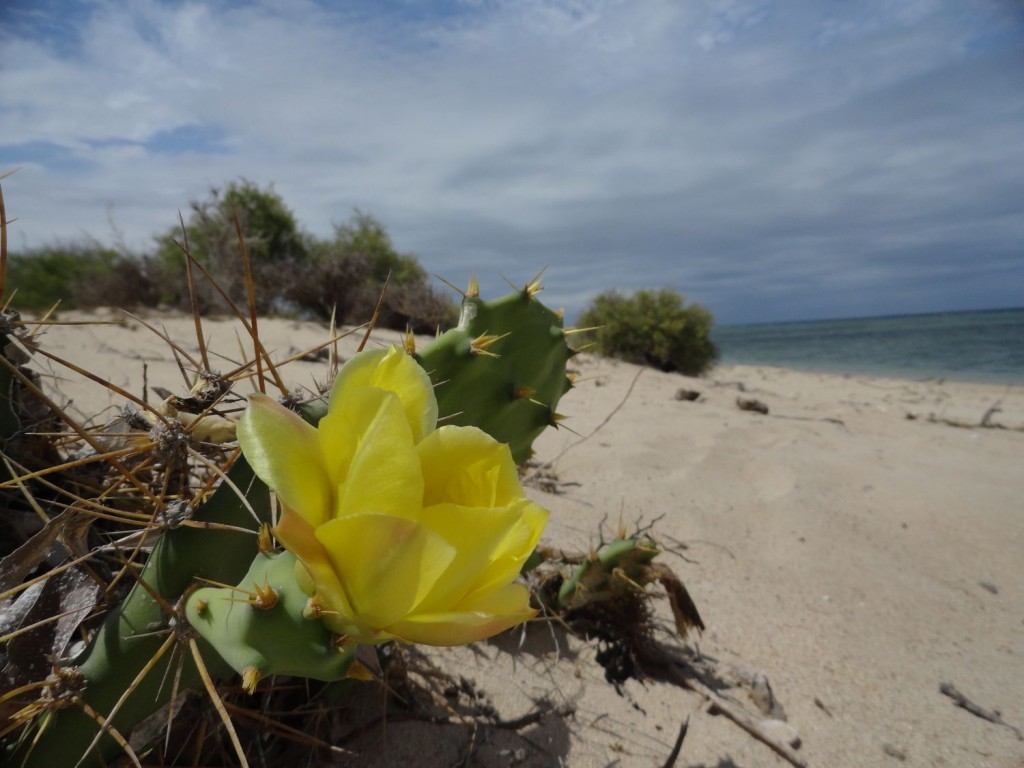 Spaziergang am Strand bei Anakao