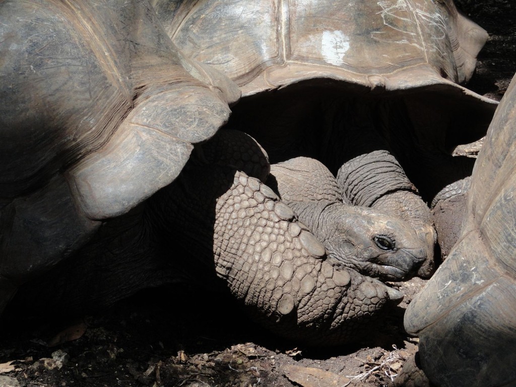 Schildkröten auf der Gefängnisinsel