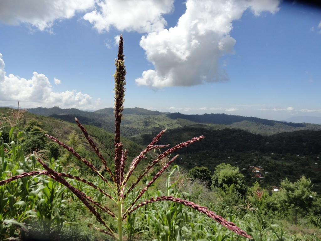 Blick über die Usambara Berge