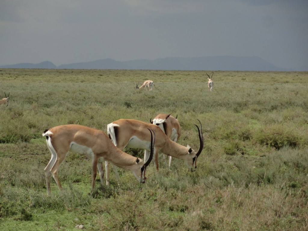 Grant-Gazelle in der Serengeti