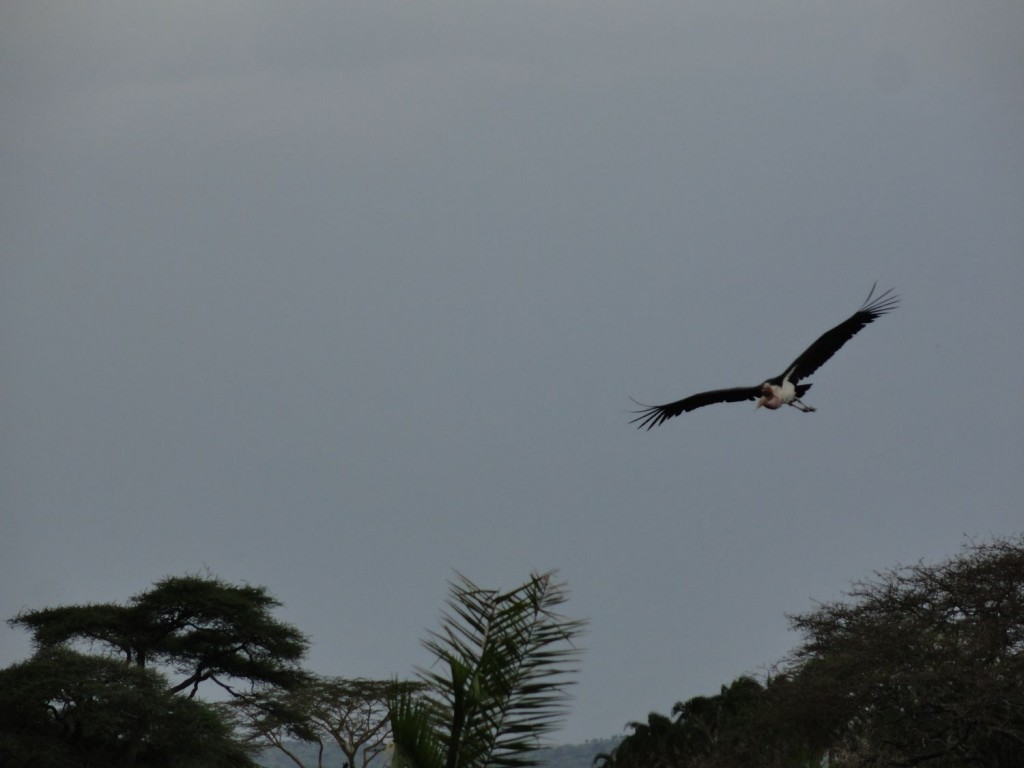 Marabu im Anflug