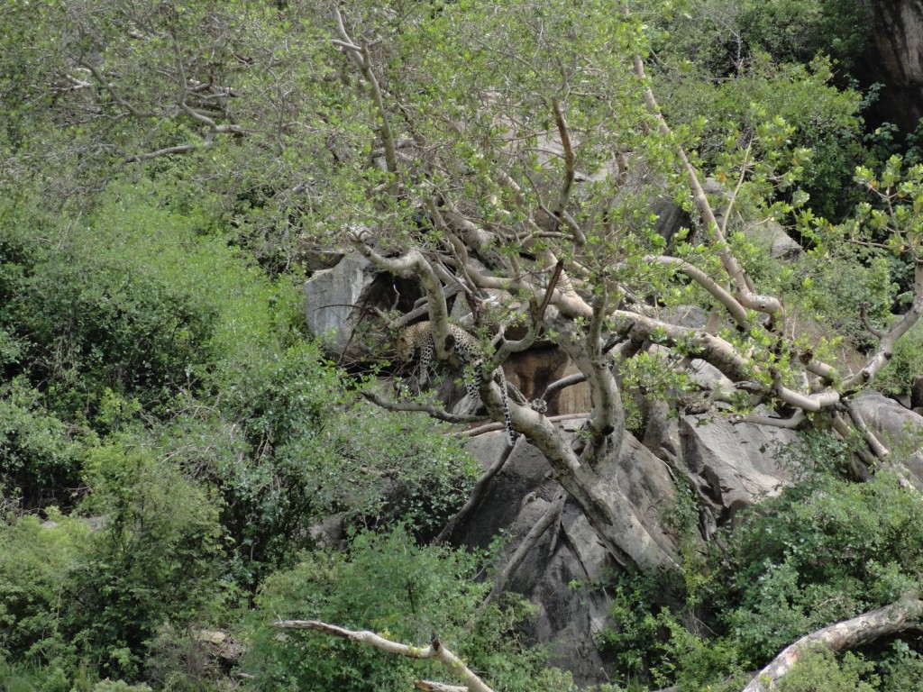 Leopard im Baum in der Serengeti