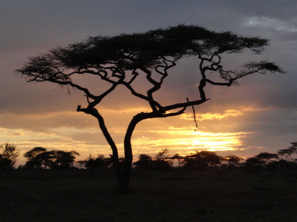 Sonnenaufgang in der Serengeti