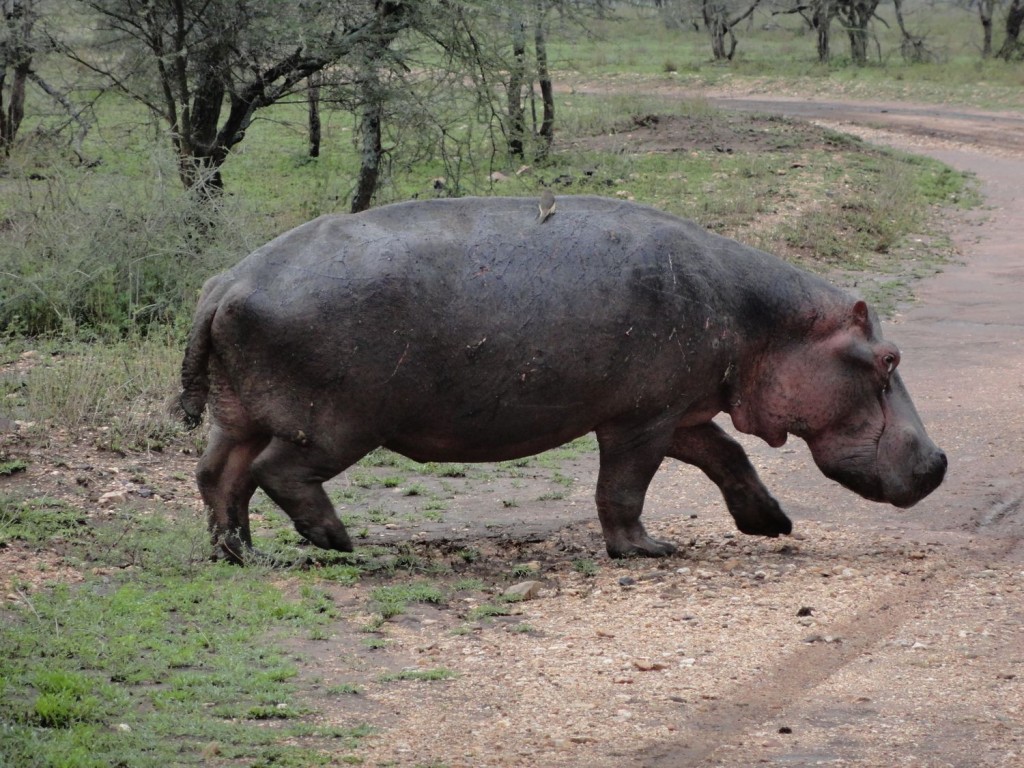 Hippo im Anmarsch