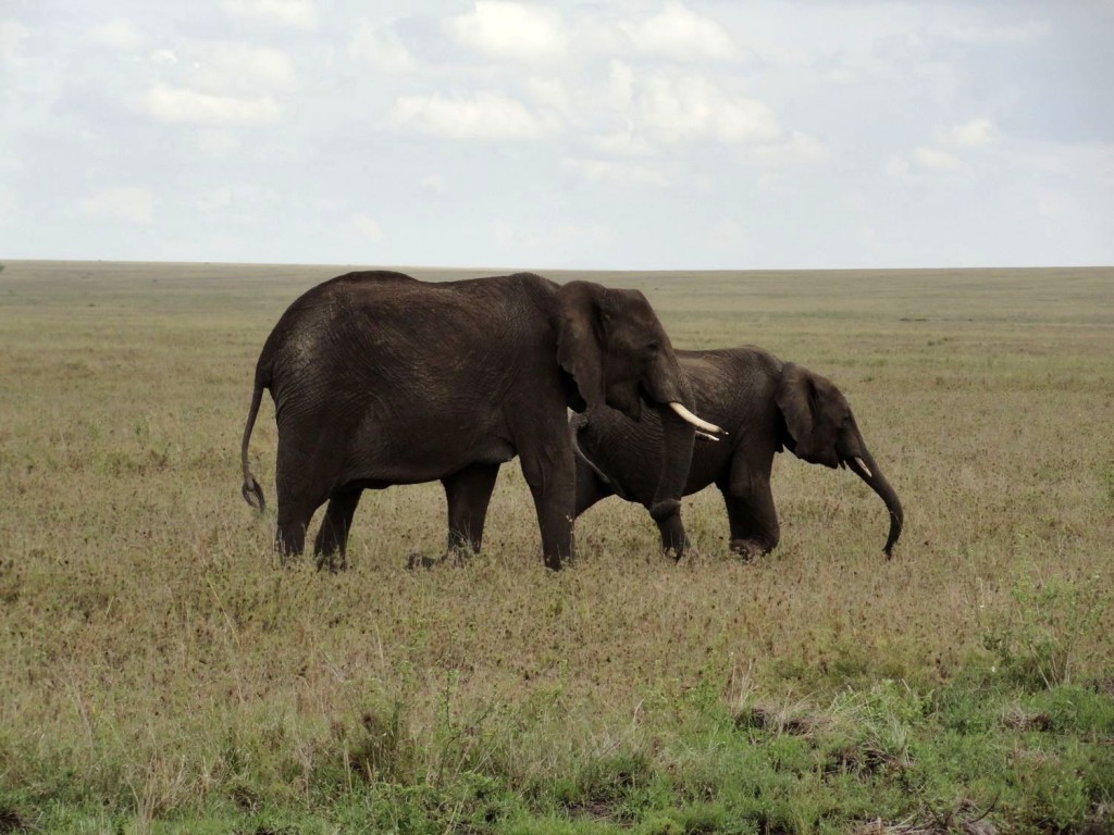 Elefanten in der Serengeti