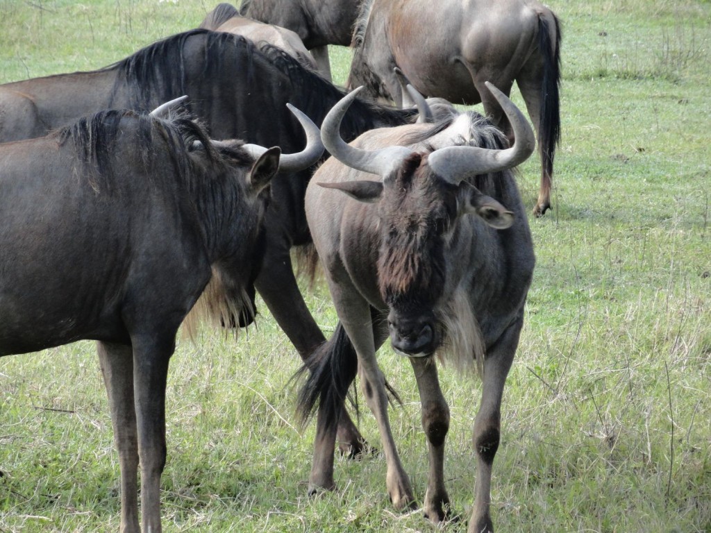 Gnus in der Serengeti