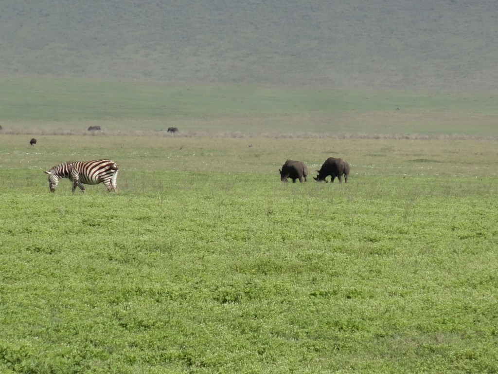 Nashörner im Ngorongoro Krater
