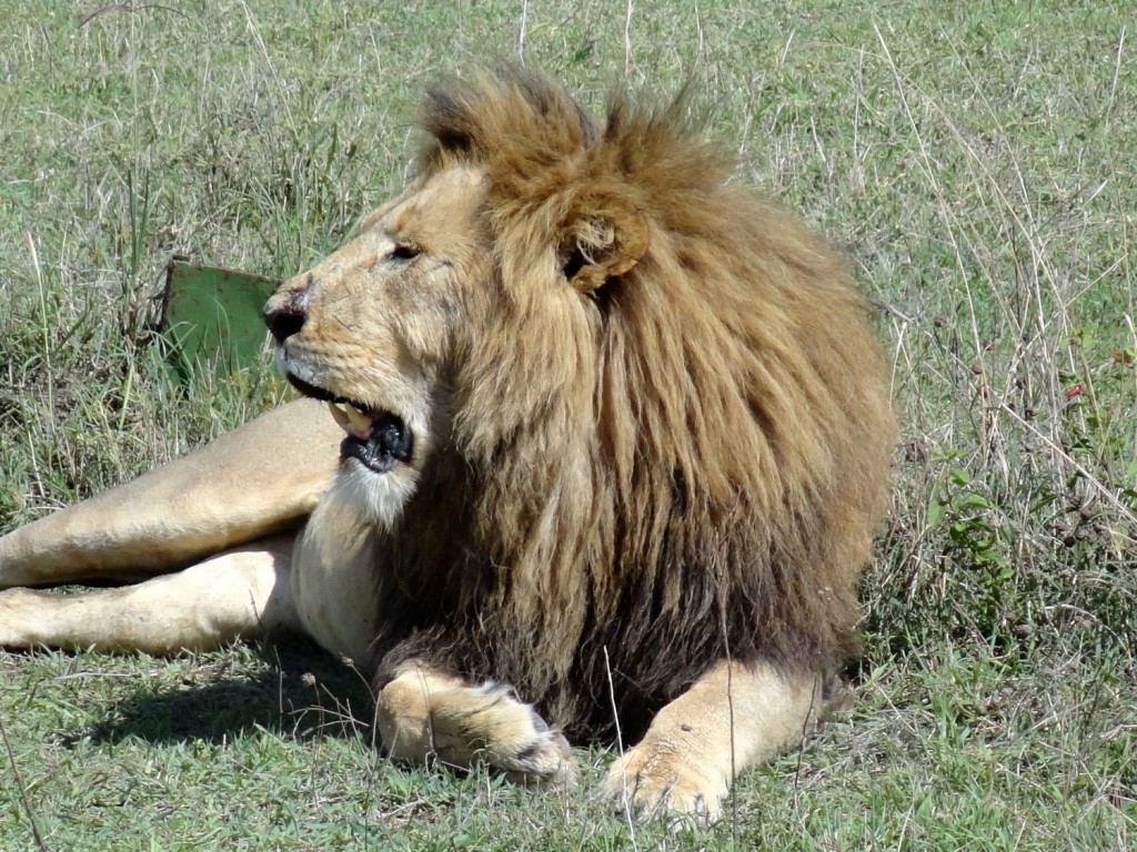 Löwe im Ngorongoro Krater