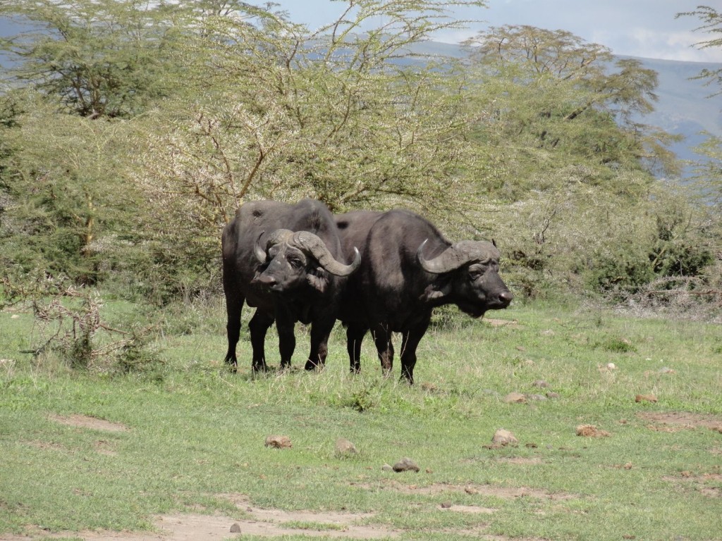 Büffel im Ngorongoro Krater