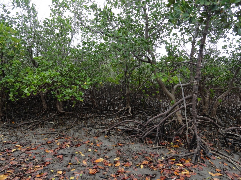 Mangrovenwälder umgeben die Insel Kilwa Kisiwani