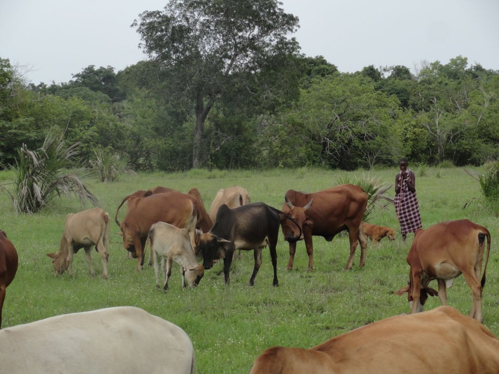 Mangti Hirten in Nyamisati