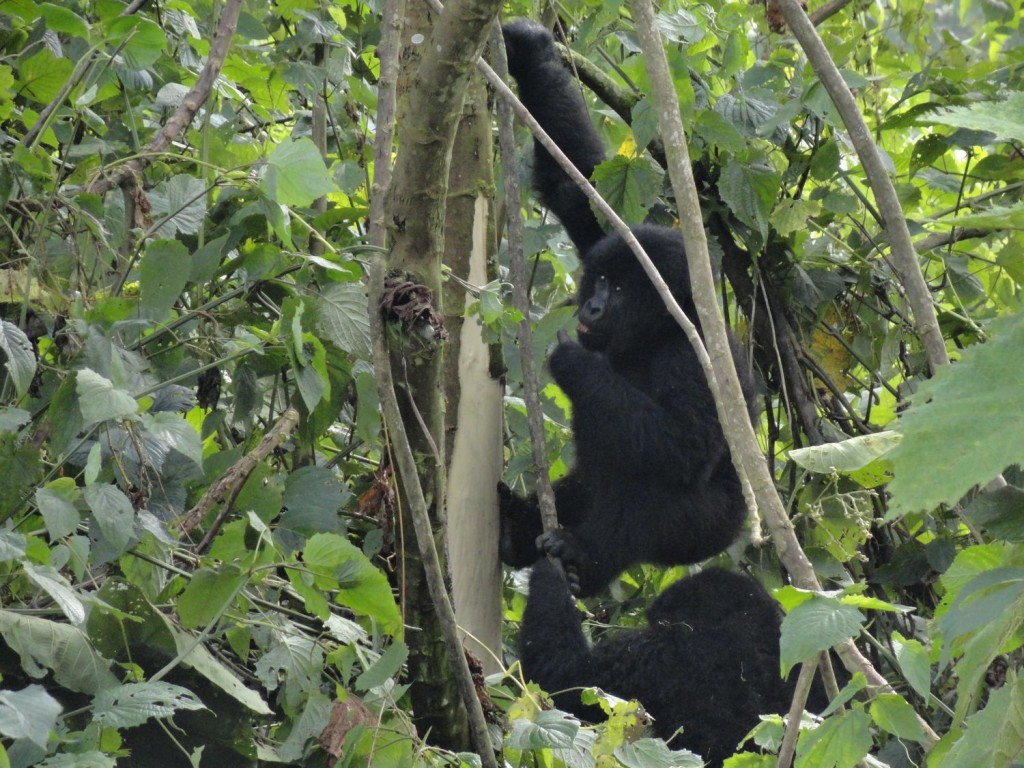 Junger Gorilla beim Fressen