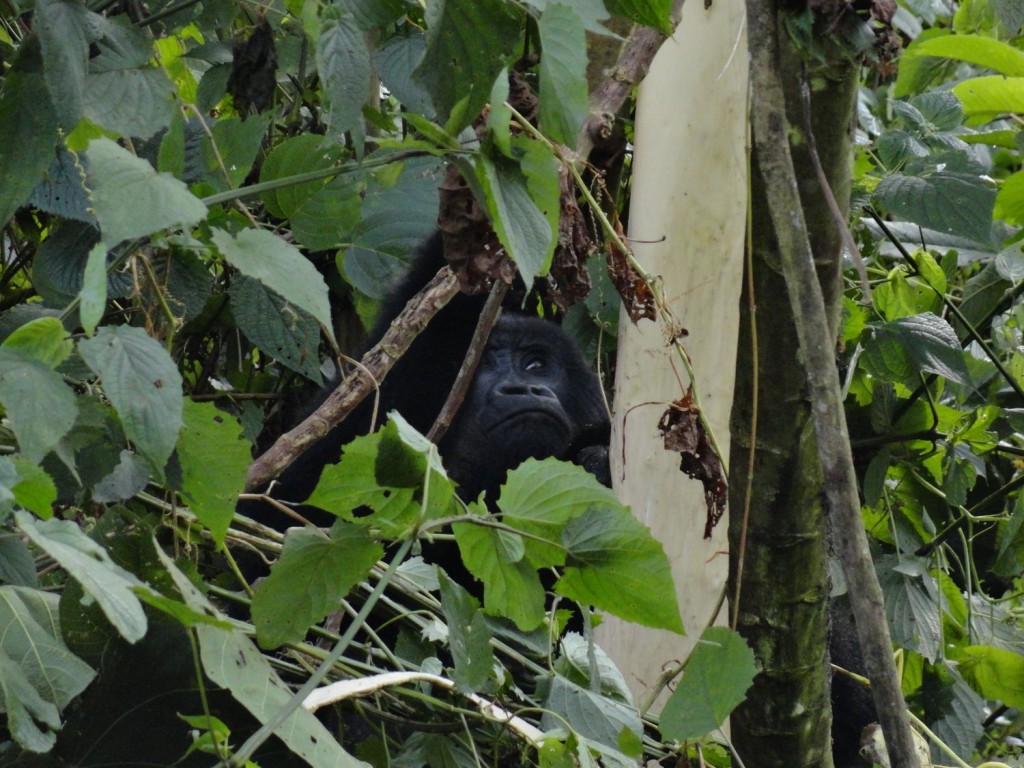 Scharfer Blick durchs Gebüsch