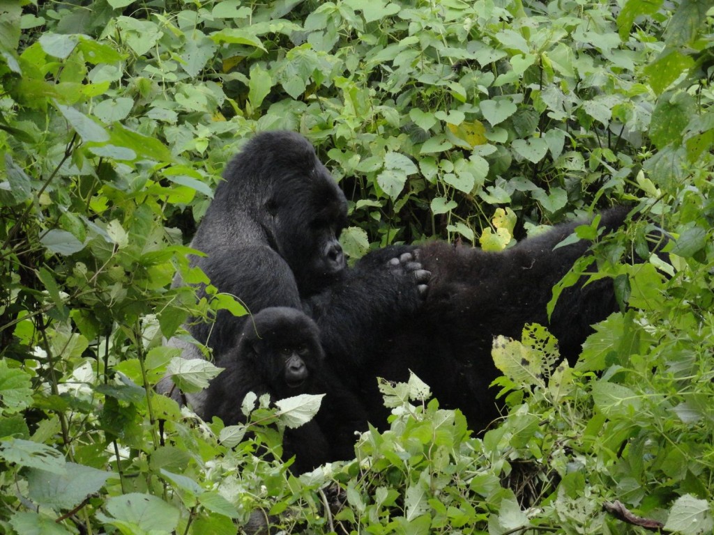 Silverback while grooming a female