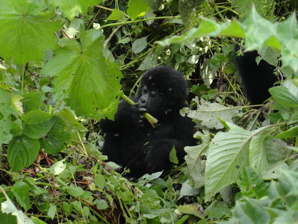 Baby-Gorilla while eating