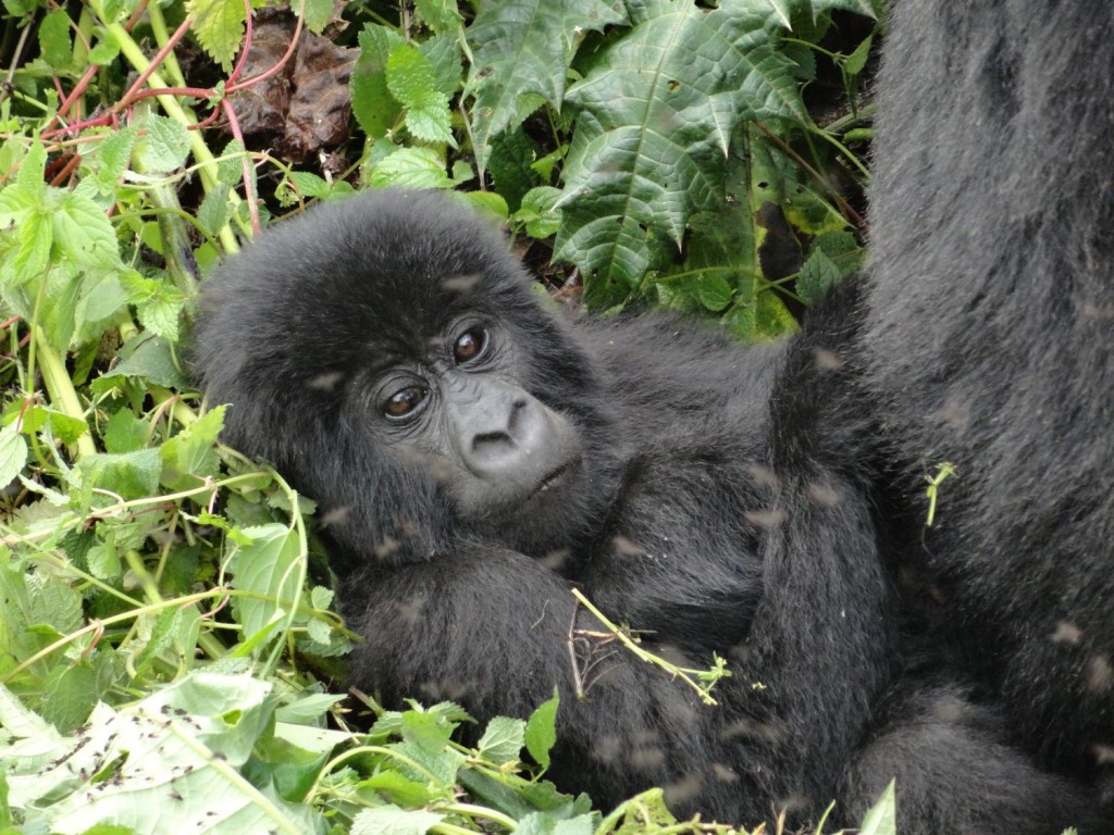 Baby Mountain Gorilla