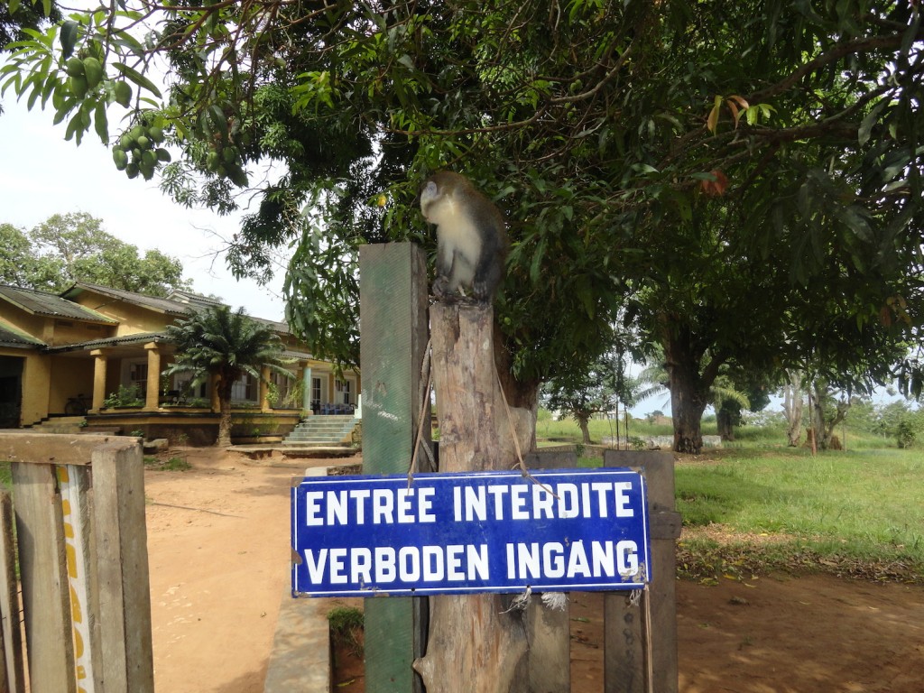 Monkey in front of a colonial house in Lisala