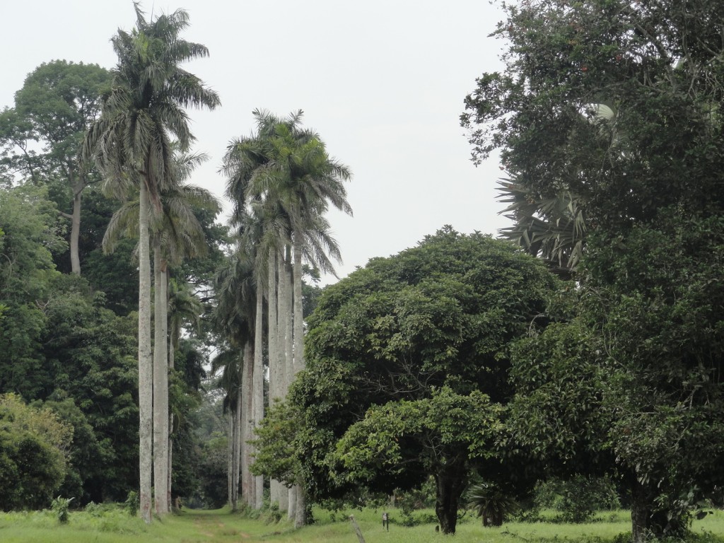 Botanischer Garten in Mbandaka