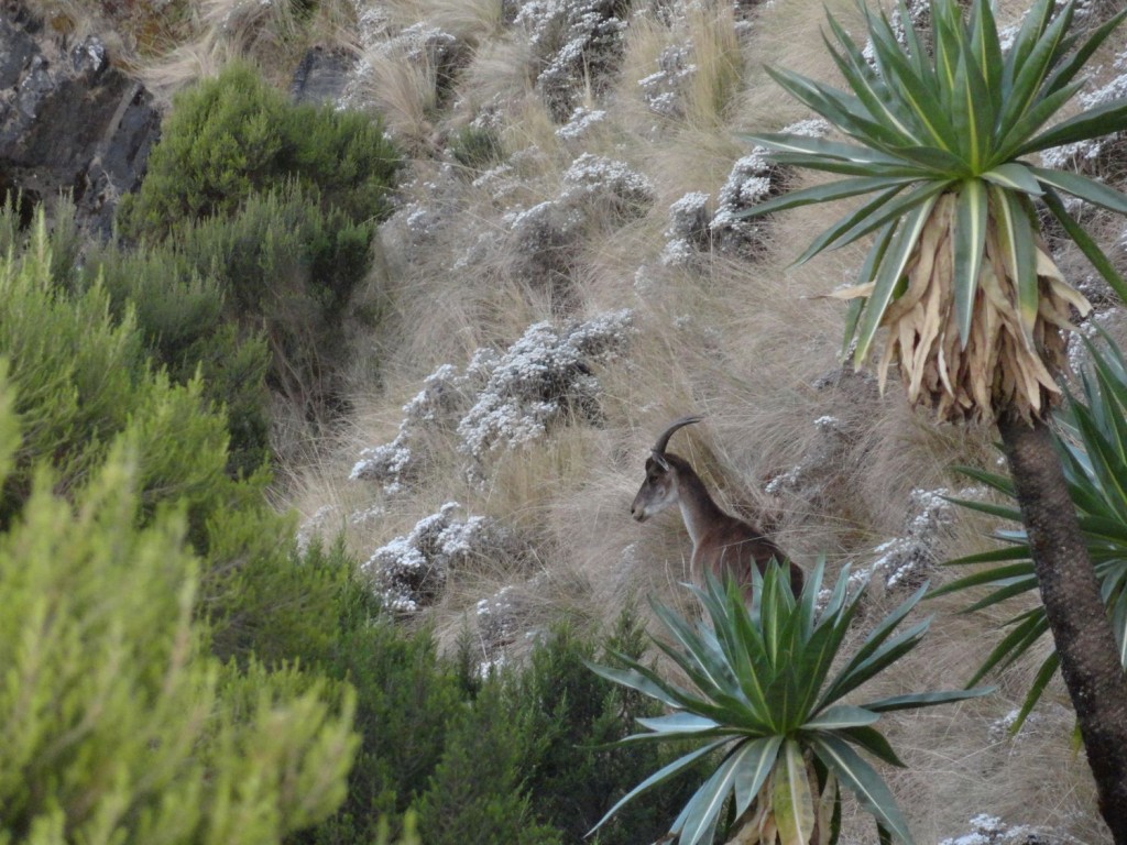 Äthiopischer Steinbock