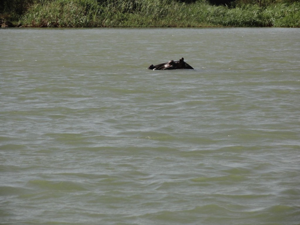 Hippo im Blauen Nil