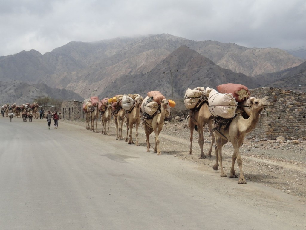 Kamel-Karawane -  auf dem Weg in die Danakil-Senke