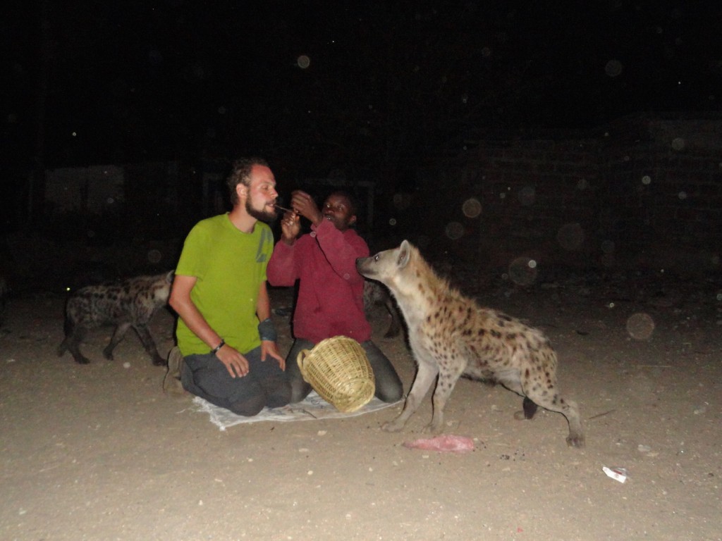 Hyänenfütterung