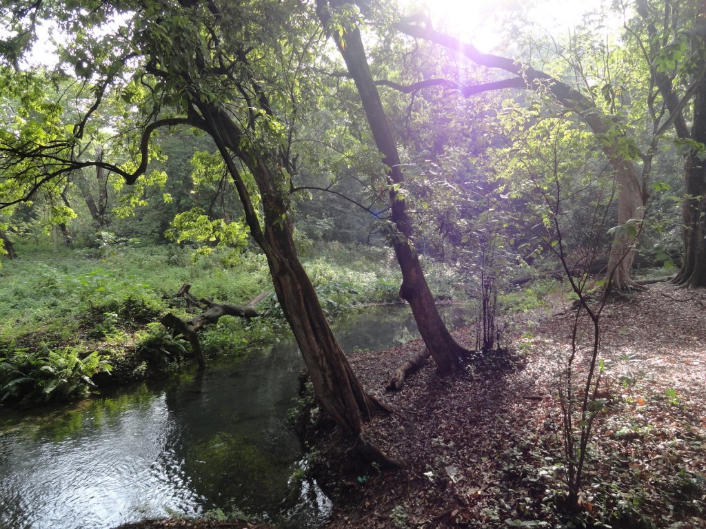 Forty Springs in Arba Minch