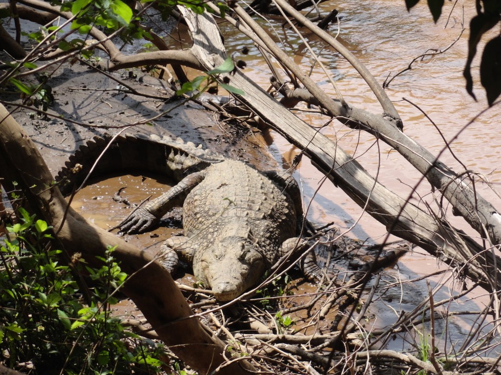 Krokodil im Nachisar Nationalpark