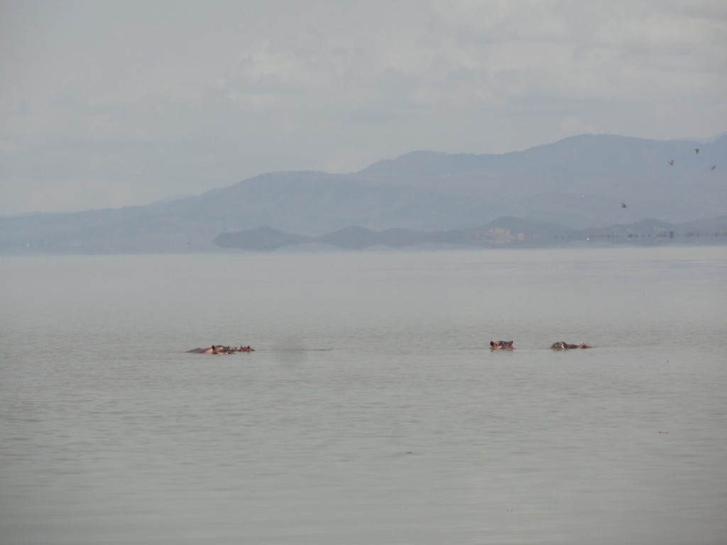 Hippos im Nachisar Nationalpark