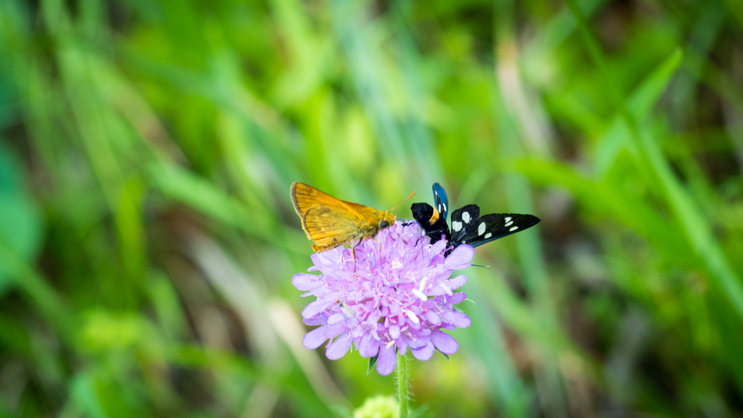Schmetterlinge an den Plitvicer Seen