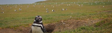 Pinguin beim Brüten