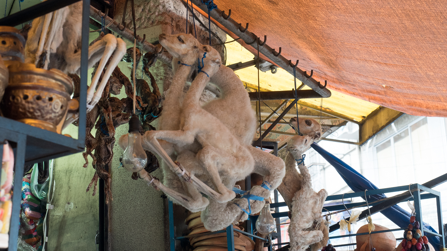 Lama Fötus auf dem Hexenmarkt