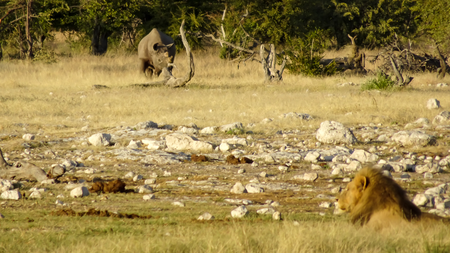 Nashorn und Löwe im Etosha-Nationalpark