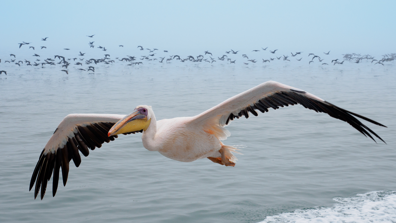 Pelikan in Walvis Bay