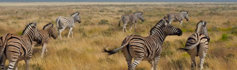 Zebra im Etosha-Nationalpark