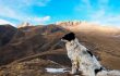 Hund im Kaukasus