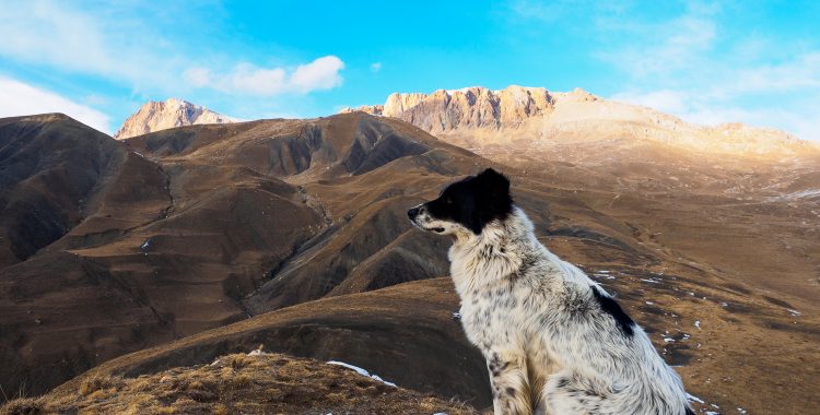 Hund im Kaukasus