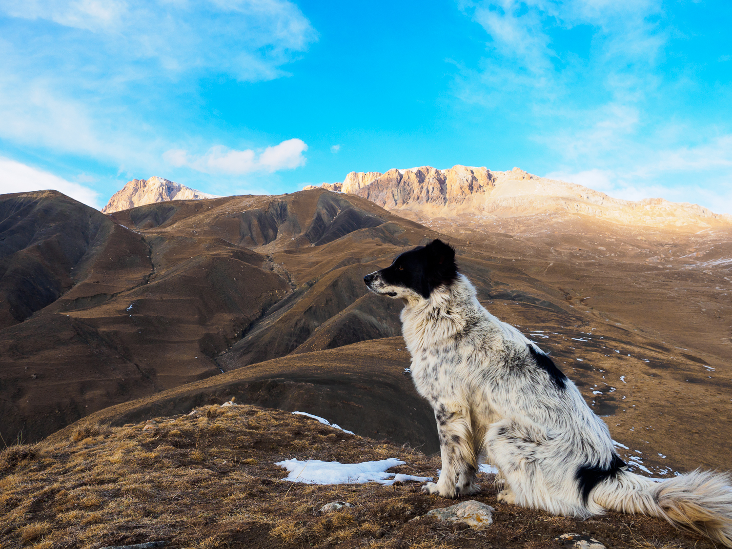 Hund im Kaukasus